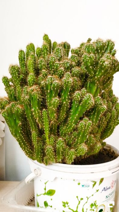 Продам большой кактус