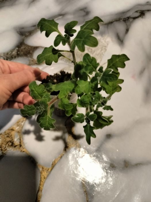 Продам мята плектрантус.