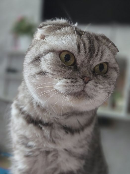 Кошка шотландская вислоухая