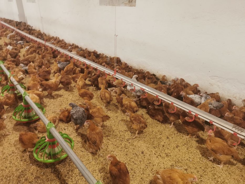 Puicute de inlocuire si cocosi pentru sacrificat