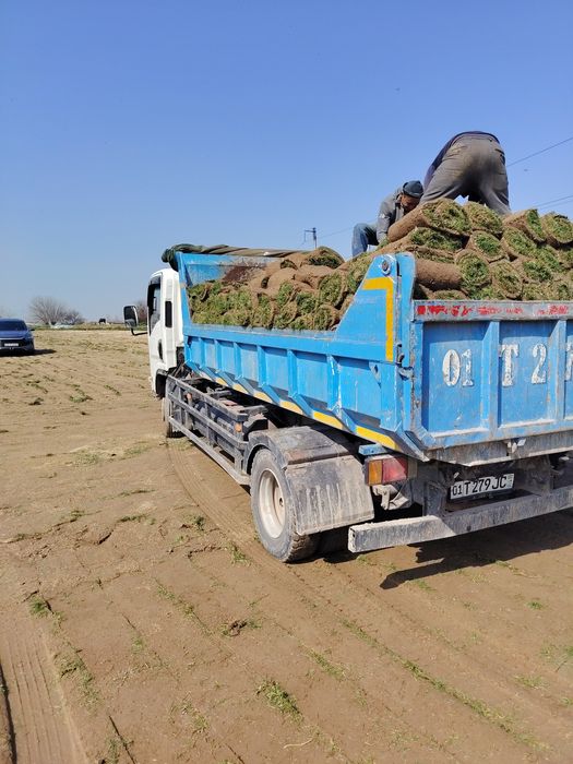 Isuzu samasval musir yuk tshish  xizmati