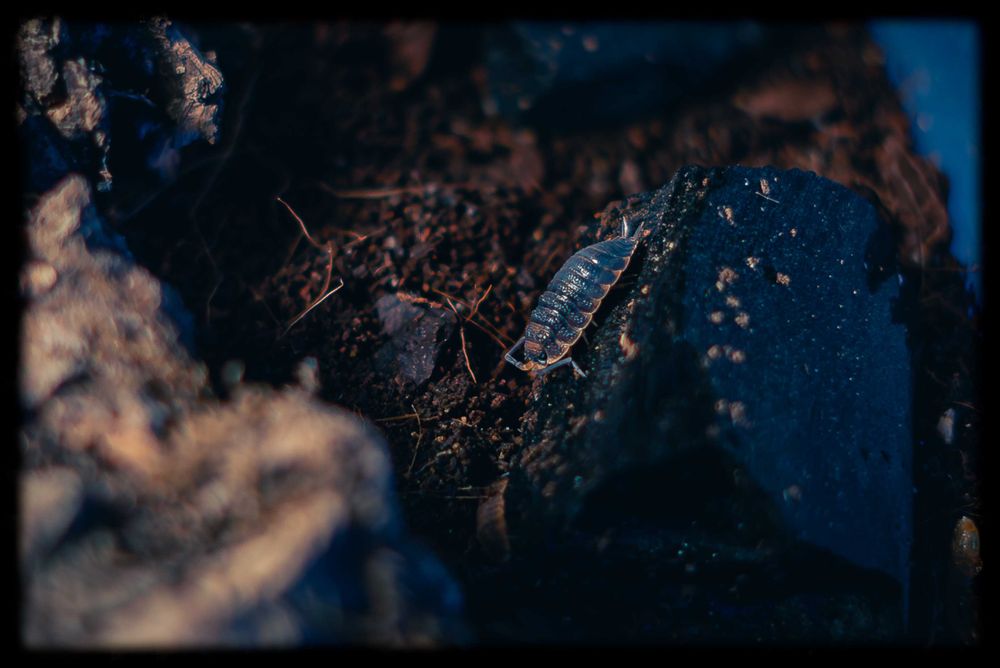 Продавам Изоподи/Мокрици за биоактивен терариум.