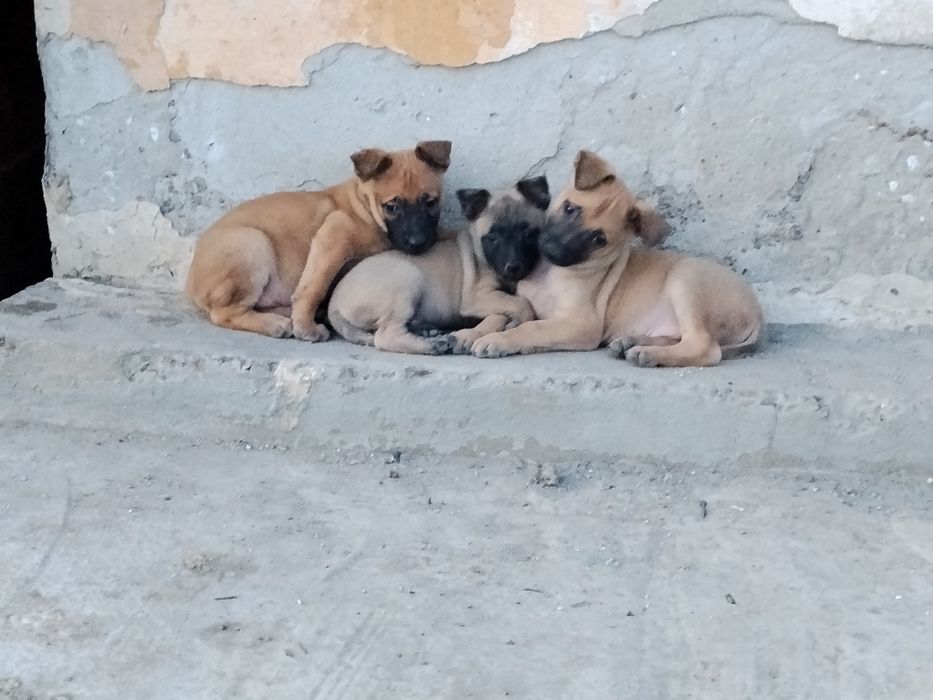 Caut stăpân pentru cei trei frumoși