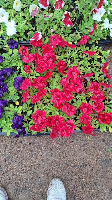 Продам оптом и в розницу петунью