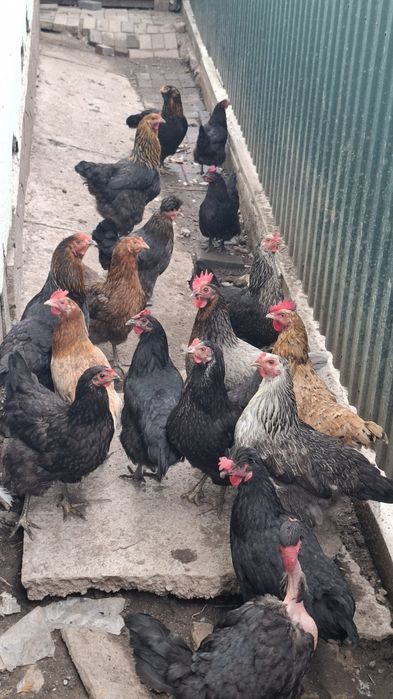 Продам 18 кур и 1 петуха