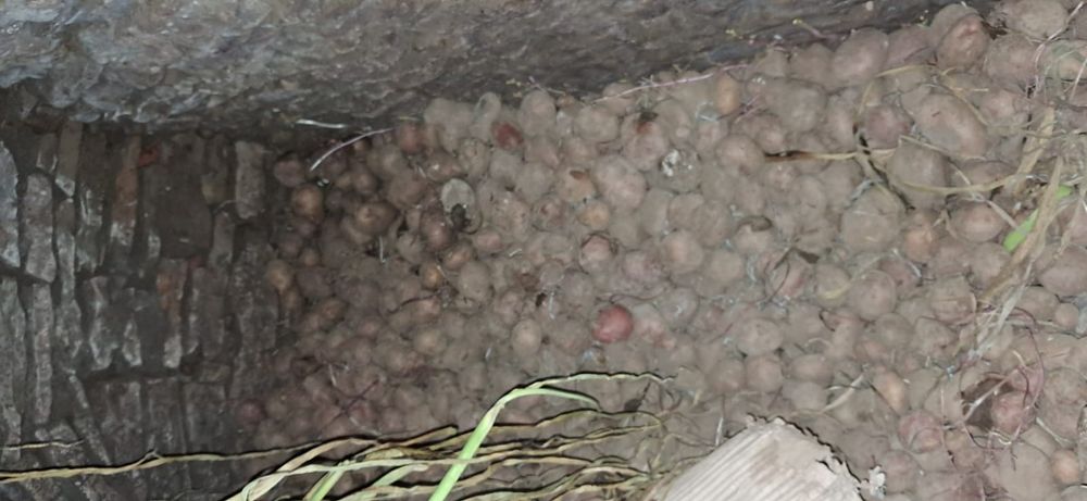 Vand cartofi bio de consum si samanta