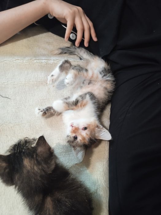 Котенок девочка.