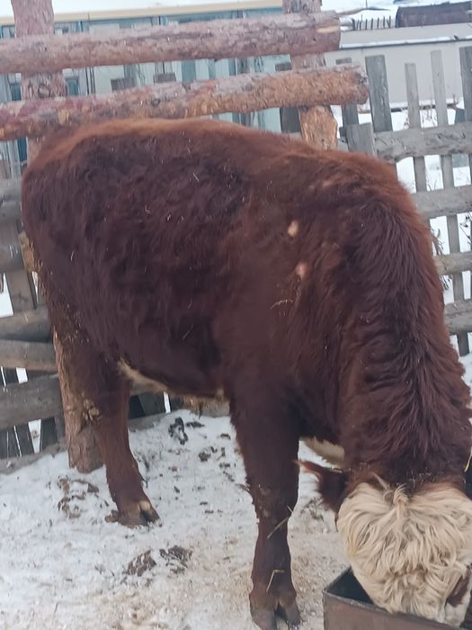 Белоголовый бык .