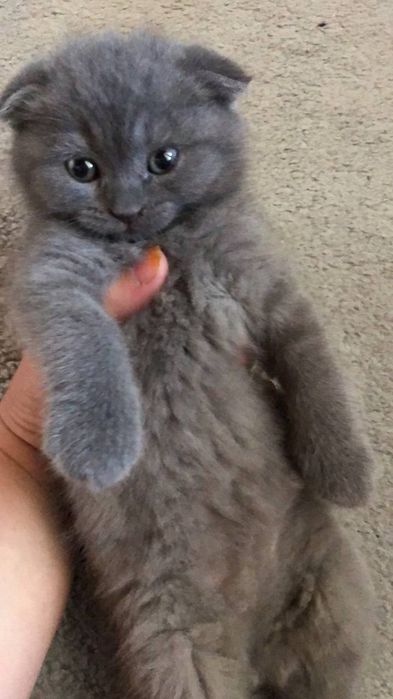 Scottish fold Scottish straight