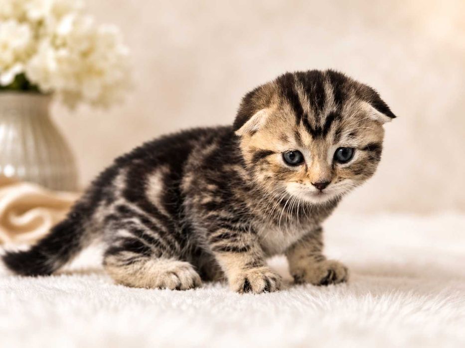 Маленькое счастье для семьи-Шотландские вислоухие котята Scottish Fold