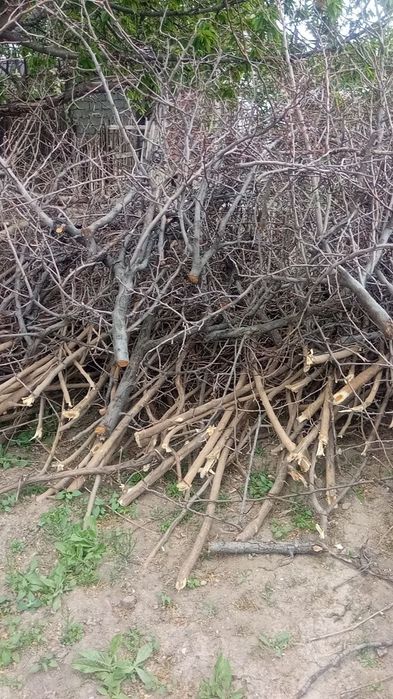 Утинлар бор. Арзон сотаман