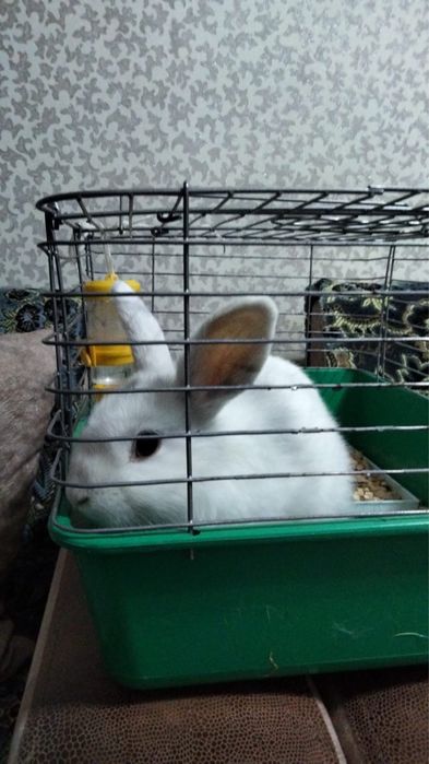 Кролик декоративный