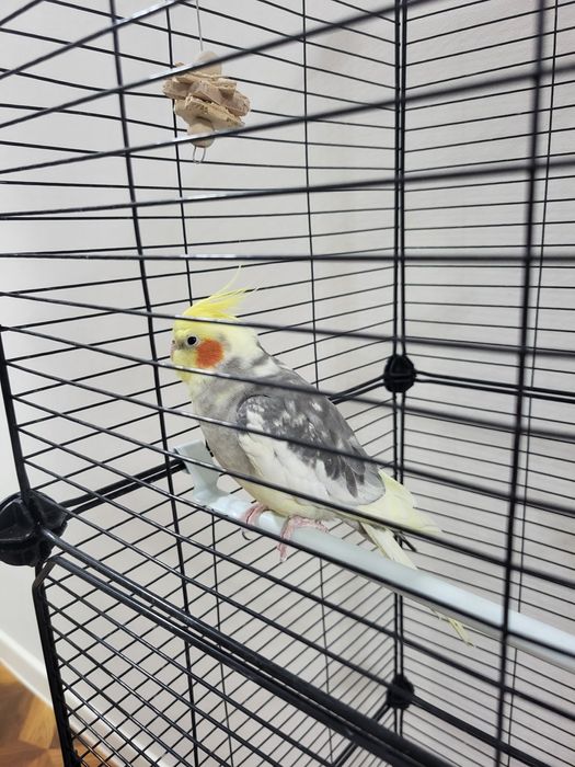 Корелла попугай.