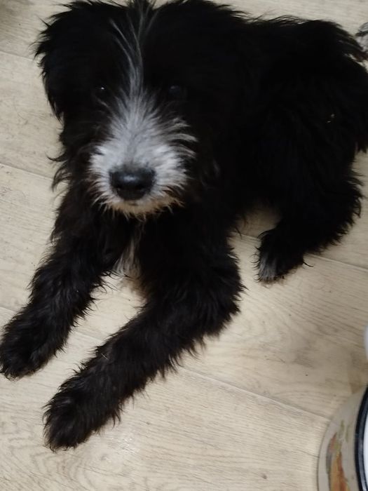 Помогите милашкам обрести дом