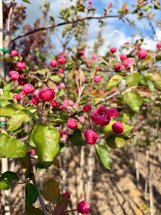 Malus BrandyWine - Mǎr ornamental