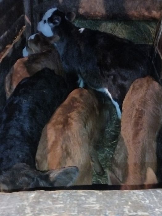 Продам телят разных возрастов