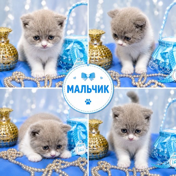 Котята скоттиш фолд и скоттиш страйт