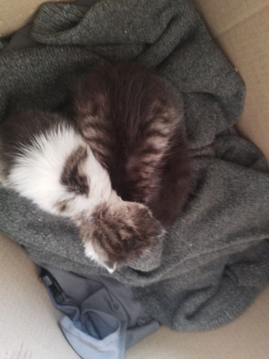 Отдам котят в добрые руки