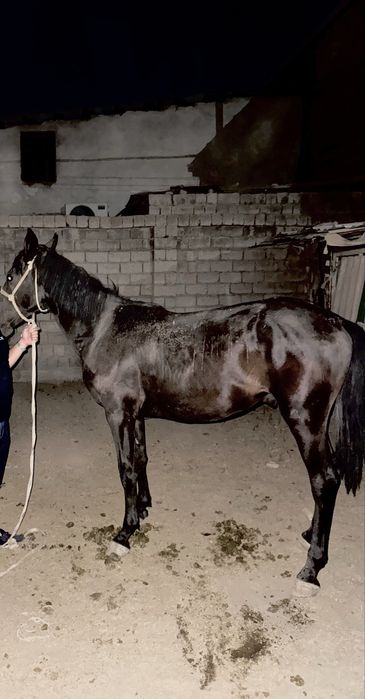 Кора байир от сотилади. Казахистандиги Чёрный бриллиантни бел боласи