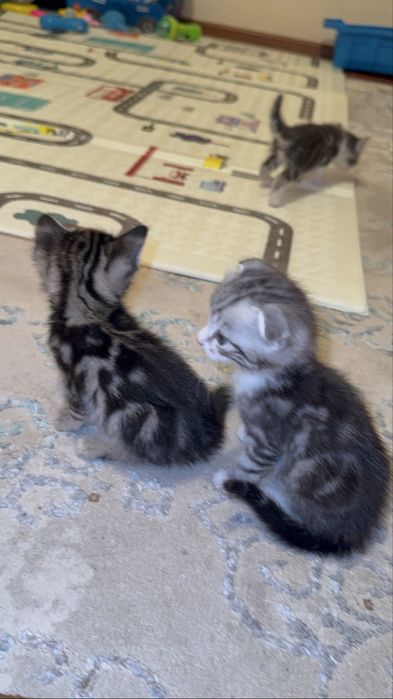 Британский мысықтар сатылымда