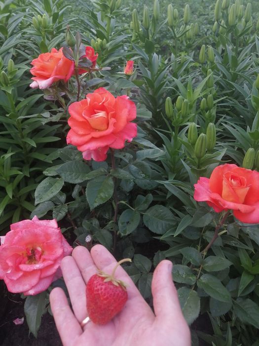 Продам дачу.Баня