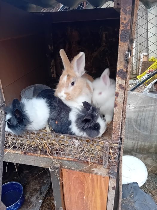 Vand iepuri cap de leu