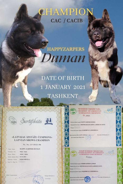 Американская Акита Вязка