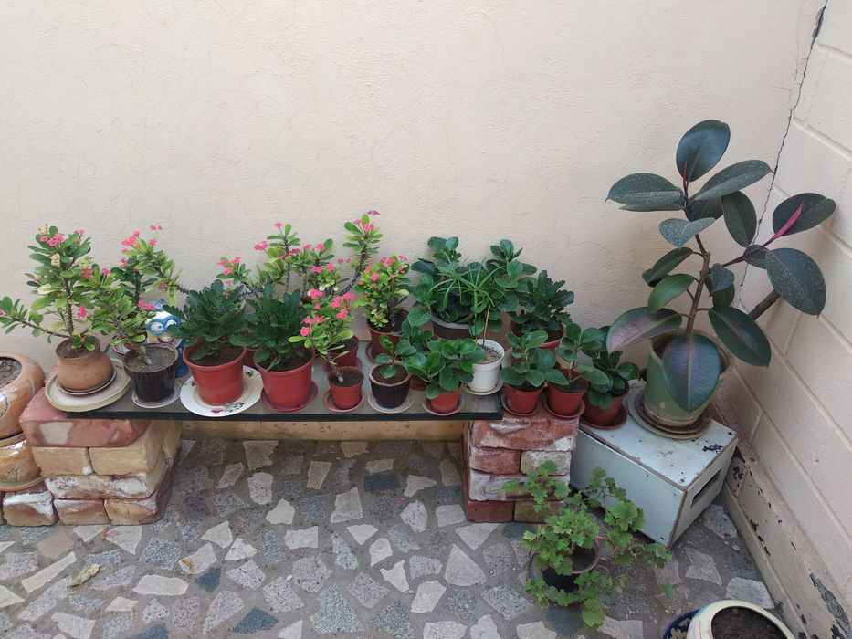 Домашние цветы- весна нашего дома