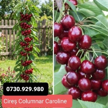 Pomi Fructiferi Columnari anul 3 calitate superioară