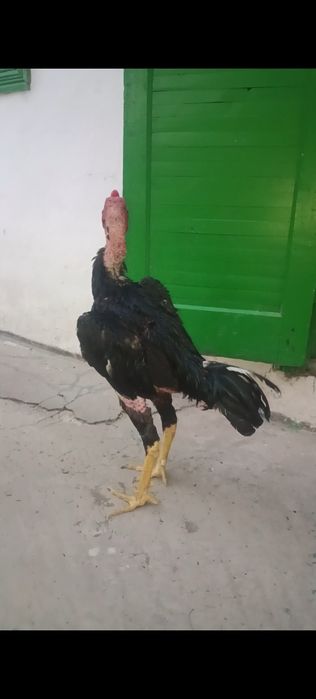 Черный дакан китайц