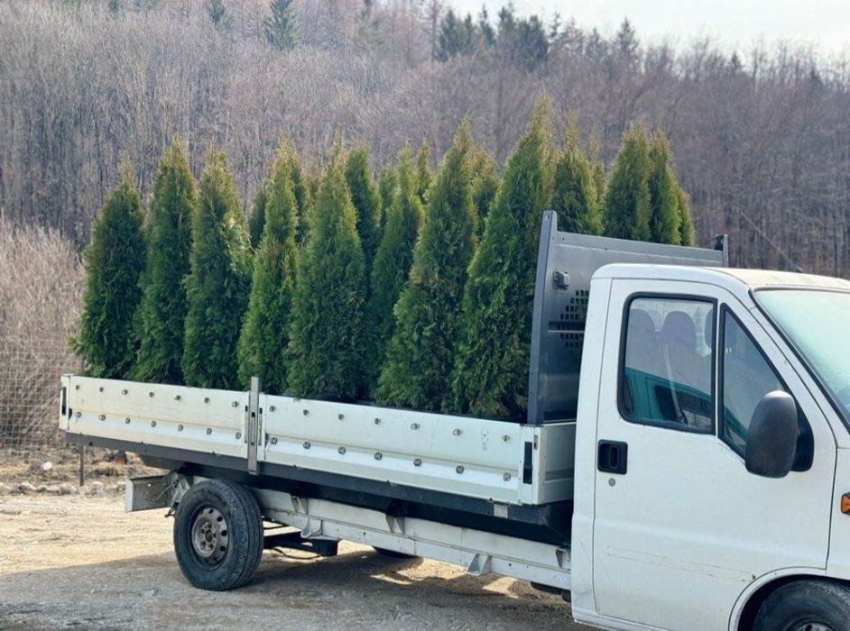 Leylandii uriași 3m pentru formarea unui gard viu, calitate premium!