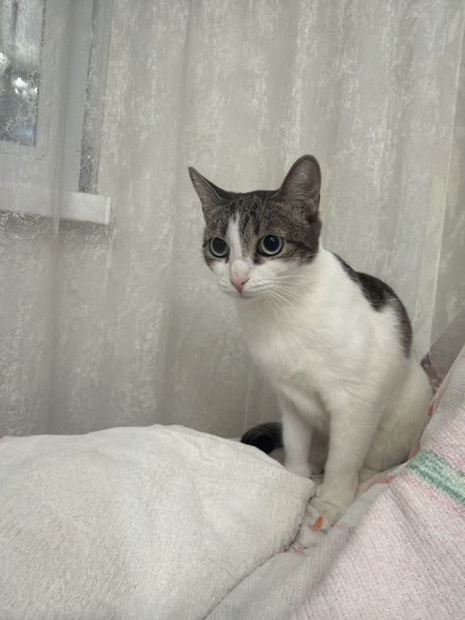 Кошечка зовут Кенди