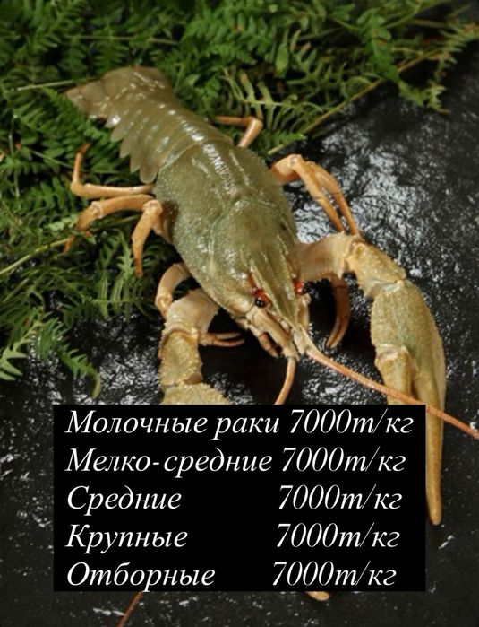 Креветки  и раки  морепродукты по оптовым ценам