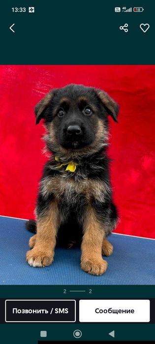 Щенки немецкой овчарки