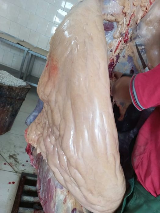 Продам конину свежую