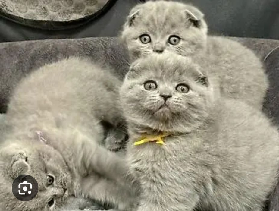 Продаются шотландские вислоухие котята