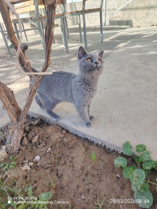 Mushuk sotiladi.  Британская короткошерстная parodasi