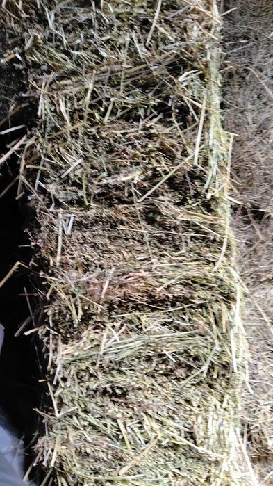 Vând baloți de fân și lucernă