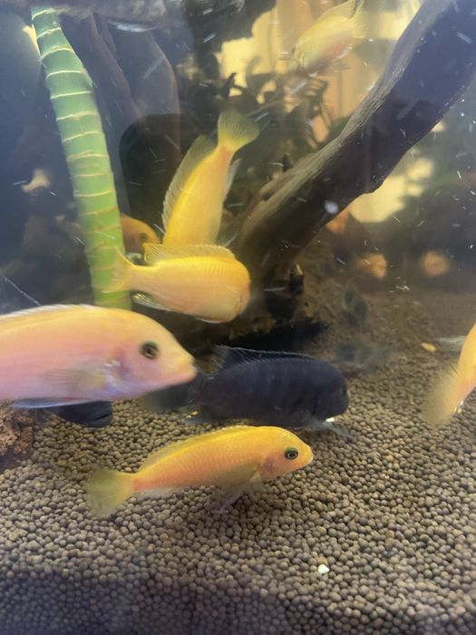 Продам рыбок срочно!