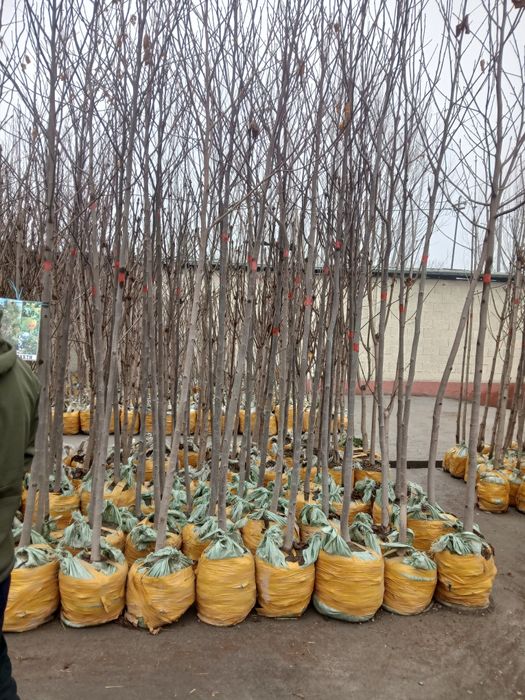 Lola daraxti va koʻchatlar 100% ishonchli