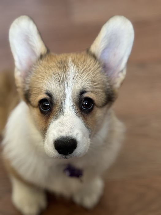 Продам щенка корги