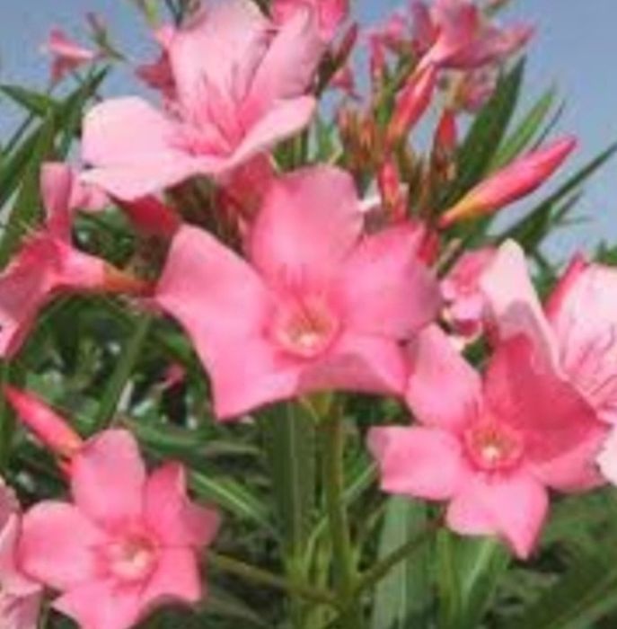 Олеандър /зокум/