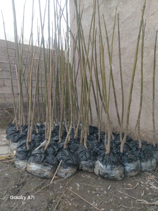 Павлония кучатлари