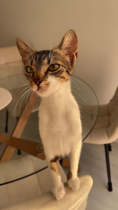 Pisica 11 luni spre adoptie