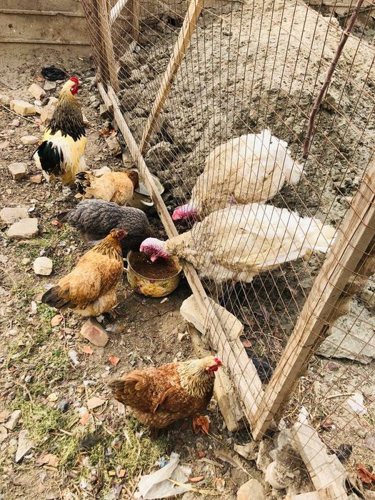 Брама ва бик6 товук, куркалар сотилади