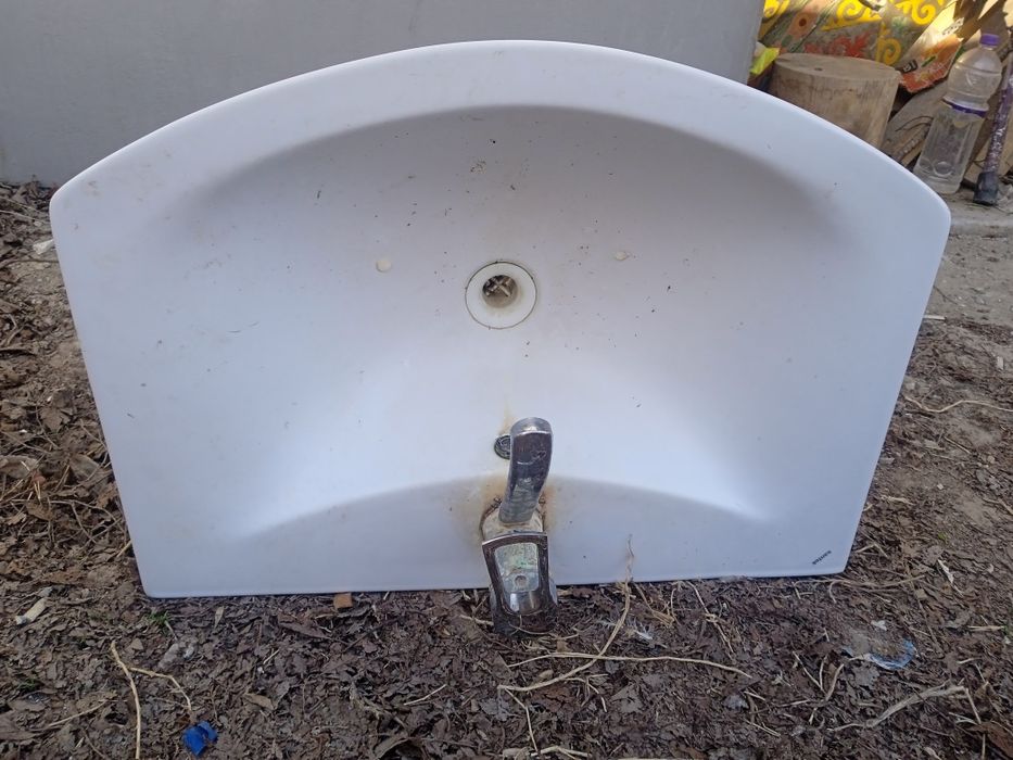 Раковины тюльпаны разные