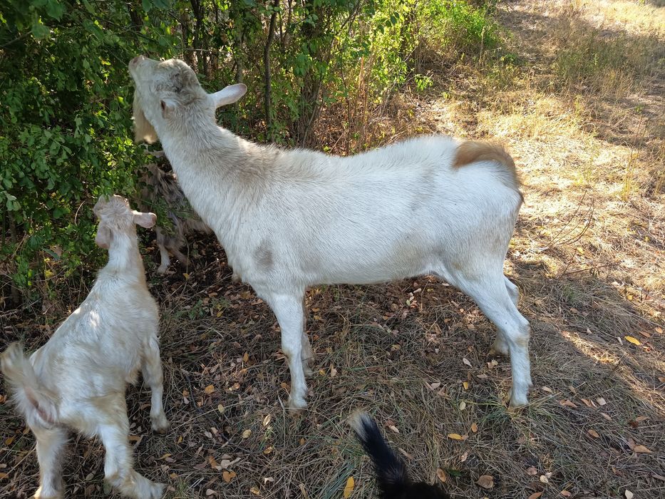 Vând țap rasa Saanen