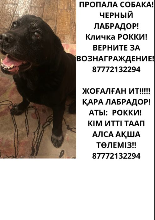ПРОПАЛА СОБАКА !Помогите найти! Алматы!