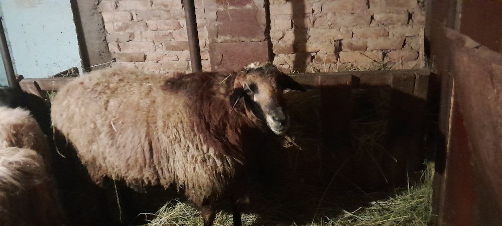 Продам кошкара 300000