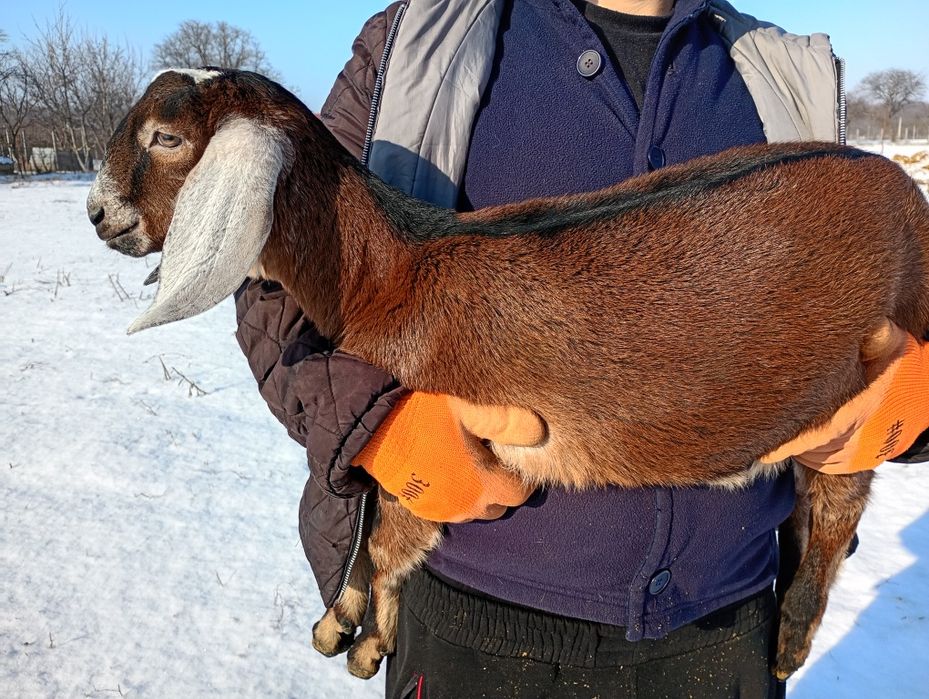 Mascul Anglonubian cu pedigree.